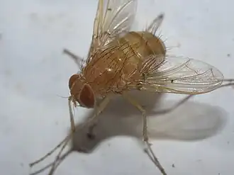 Euphasiopteryx reinhardi