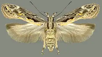 Ornativalva plutelliformis