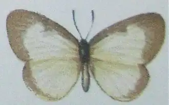 Ornipholidotos sylpha