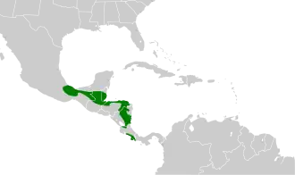 Geelbuikvliegenpikker