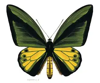 Goliath Birdwing: 28 cm
