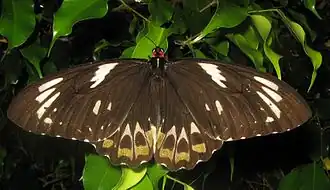 Ornithoptera euphorion