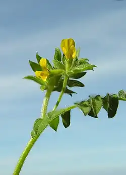 Bloeiwijze met bladachtig schutblad