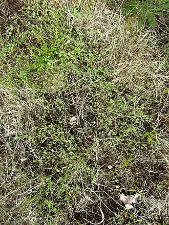 Dwerghaver-verbond met o.a. klein vogelpootje en struikhei