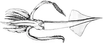 Ornithoteuthis volatilis