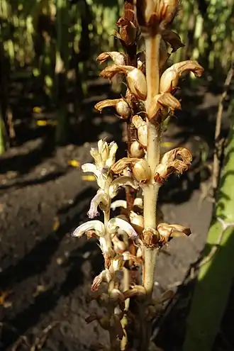 Orobanche cumana