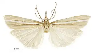 Orocrambus abditus