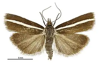 Orocrambus aethonellus