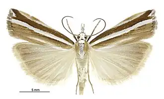 Orocrambus apicellus