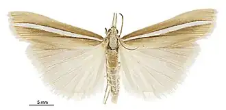 Orocrambus crenaeus