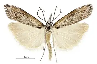 Orocrambus cyclopicus