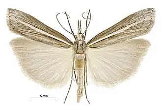 Orocrambus enchophorus