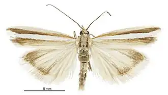 Orocrambus fugitivellus