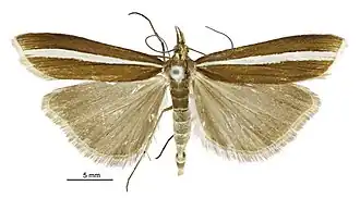 Orocrambus geminus