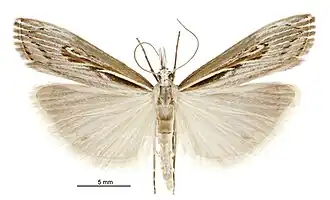 Orocrambus harpophorus