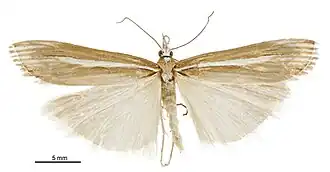 Orocrambus heteraulus