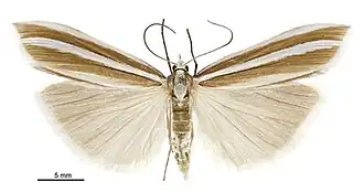Orocrambus isochytus