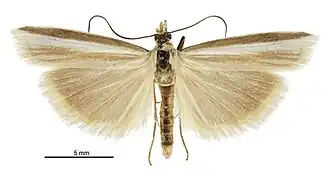 Orocrambus jansoni