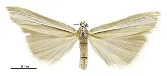 Orocrambus lectus