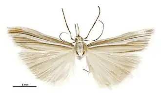 Orocrambus lewisi