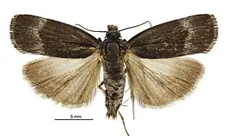 Orocrambus melampetrus