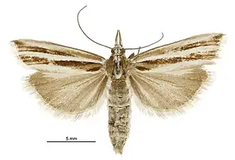 Orocrambus melitastes