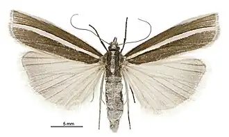 Orocrambus oppositus
