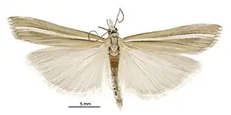 Orocrambus paraxenus