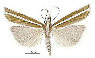 Orocrambus philpotti