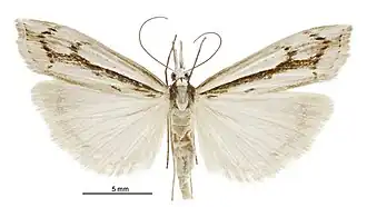 Orocrambus ramosellus