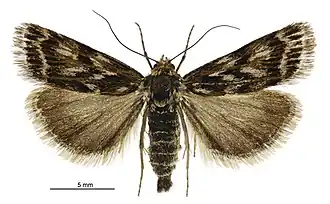 Orocrambus scoparioides