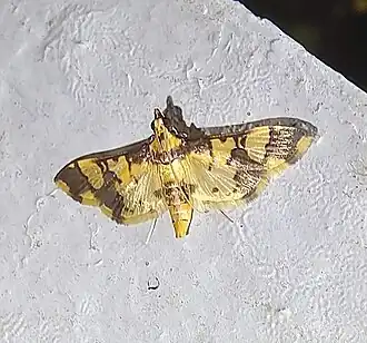 Orphanostigma angustale