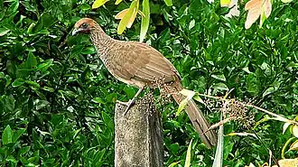 Oost-Braziliaanse chachalaca