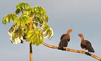 Chacochachalaca