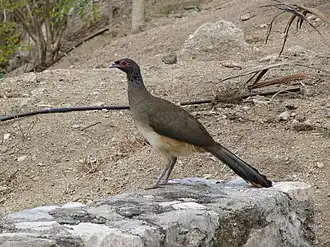 West-Mexicaanse chachalaca