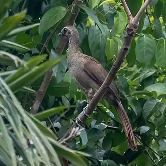 Geelbrauwchachalaca