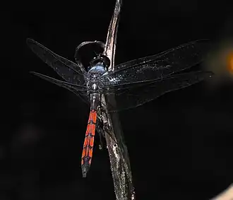 Orthemis cultriformis