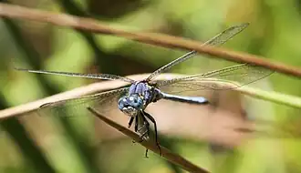 Orthetrum abbotti