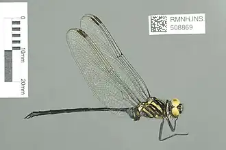 Orthetrum africanum
