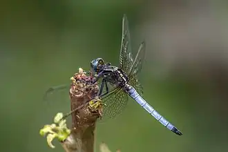 Orthetrum azureum