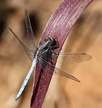 Orthetrum caffrum