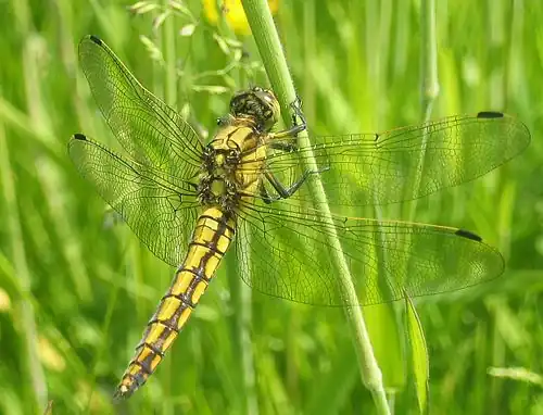 Gewone oeverlibel ♀ (Orthetrum cancellatum)