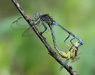 Orthetrum icteromelas