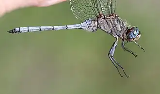 Orthetrum monardi