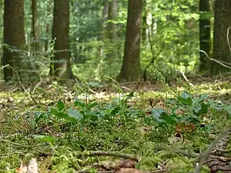 Eenzijdig wintergroen