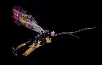 Orthizema triannulatum