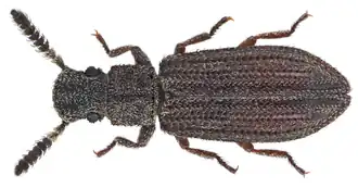 Orthocerus crassicornis