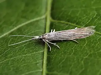 Coleophora brevipalpella