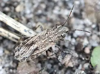 Ortholomus punctipennis