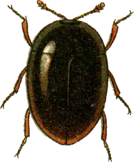 Orthoperus atomus